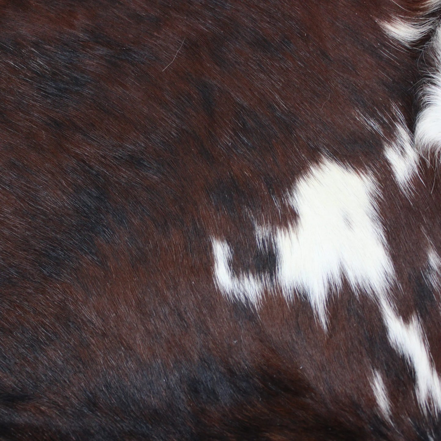 Cowhide Rug Exotic C00912