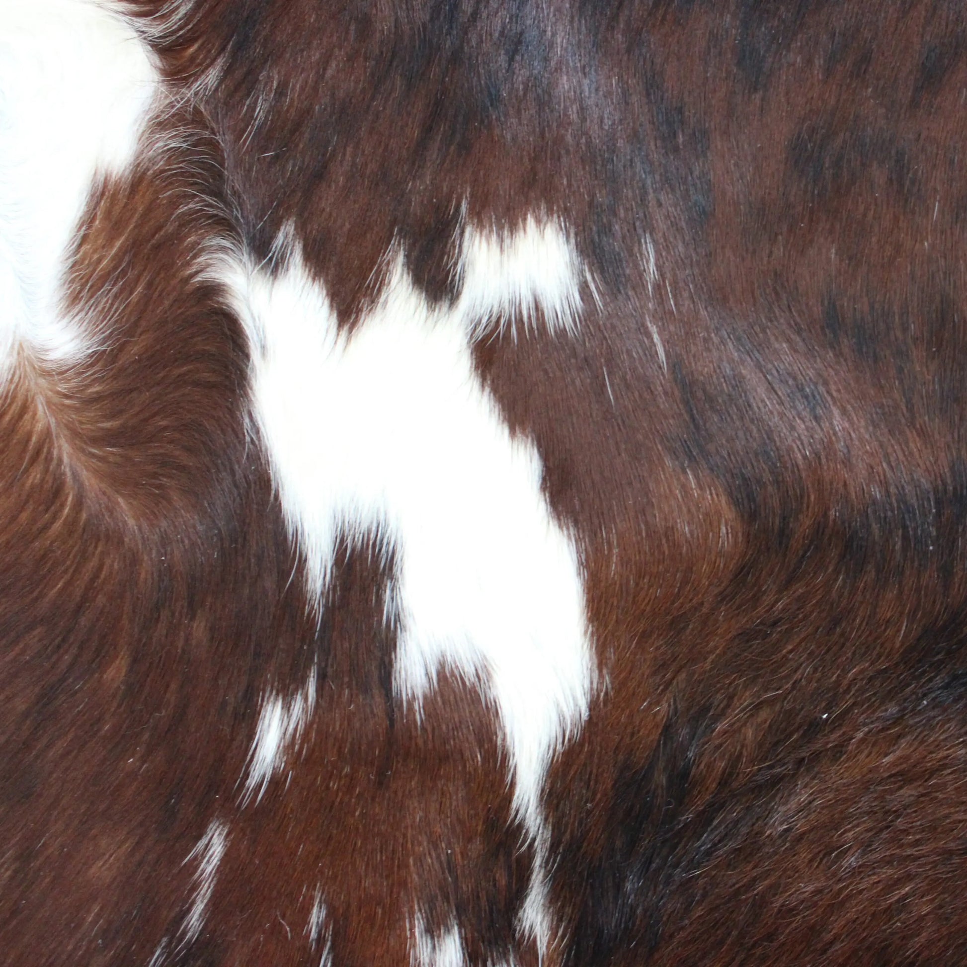 Cowhide Rug Exotic C00912