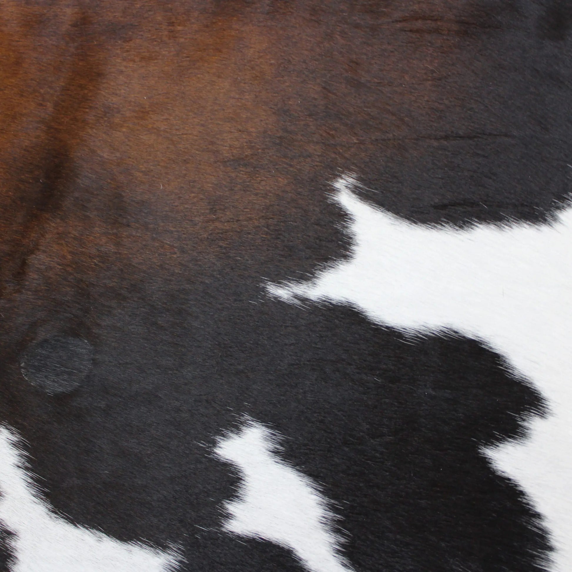 Cowhide Rug Exotic C00913
