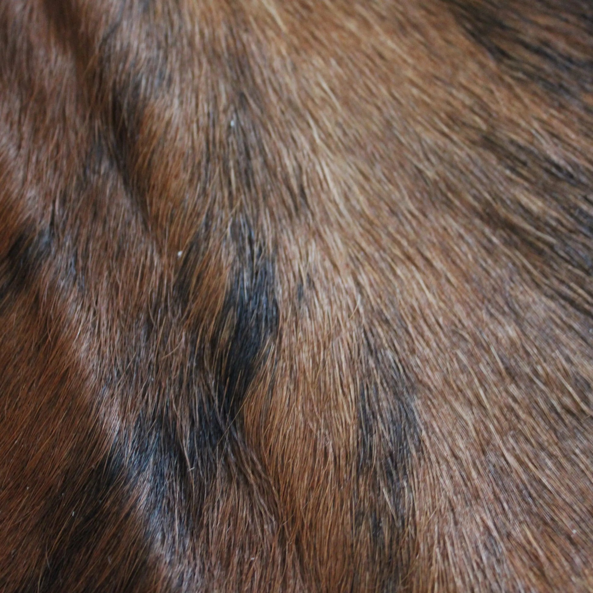 Cowhide Rug Exotic C01059
