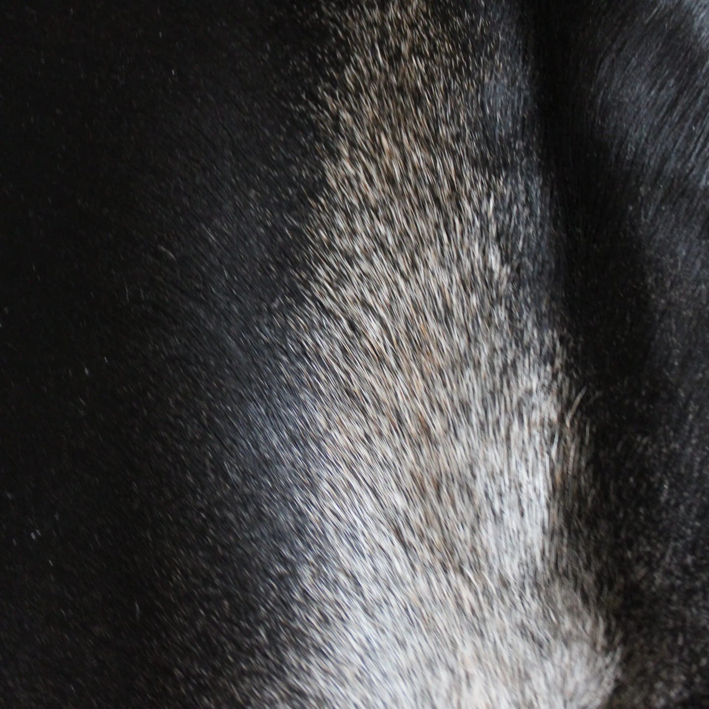 Cowhide Rug Grey C01072