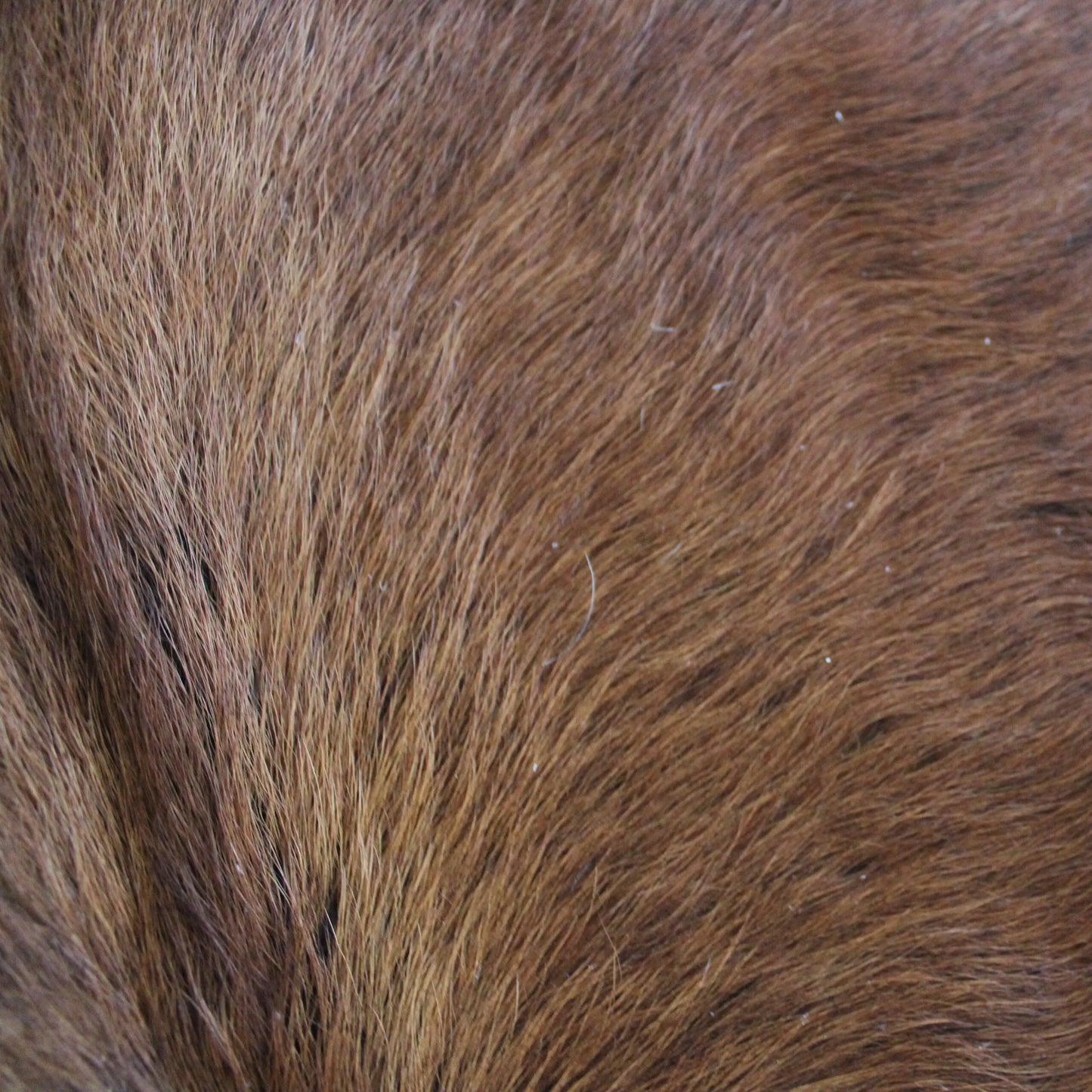 Cowhide Rug Exotic C01082