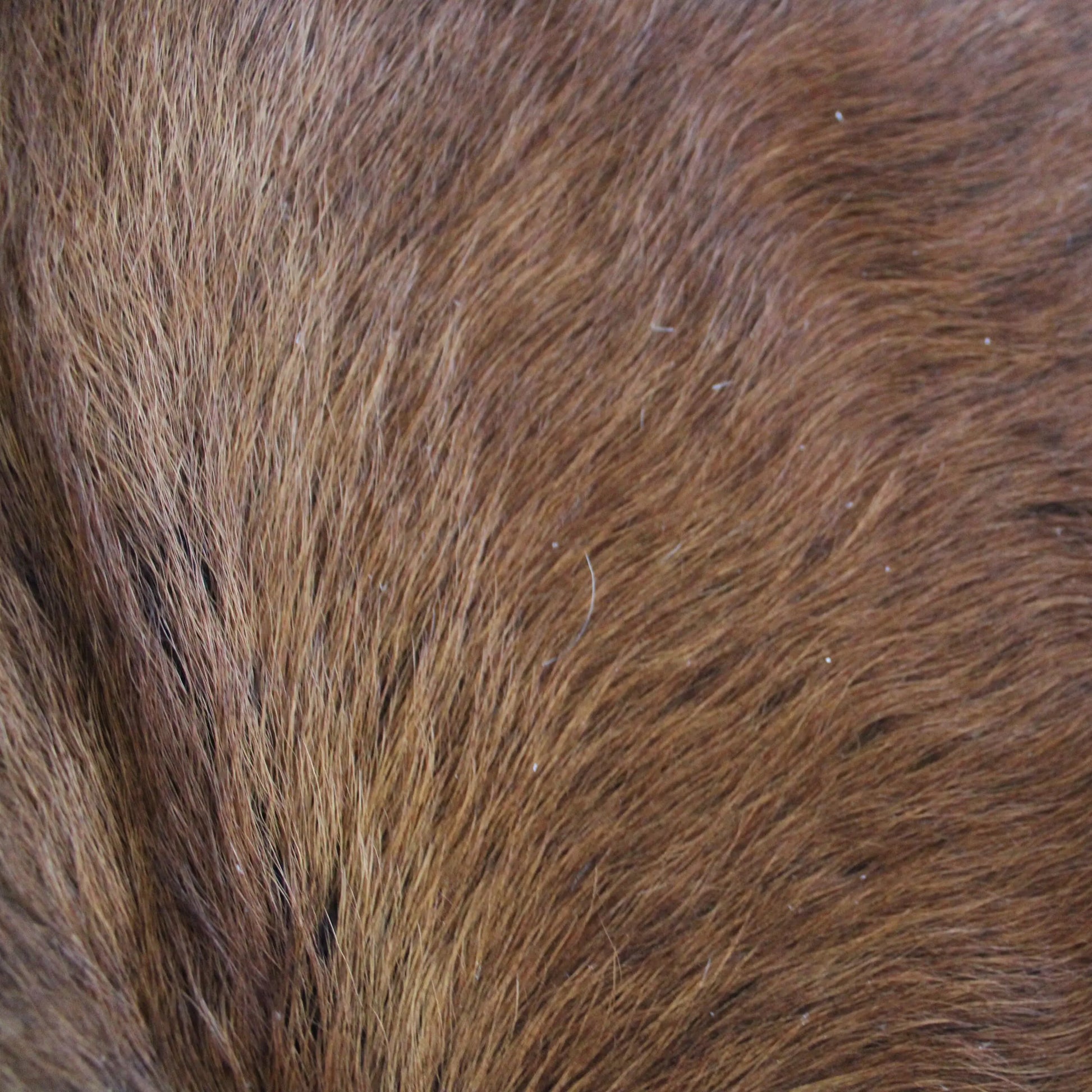 Cowhide Rug Exotic C01082