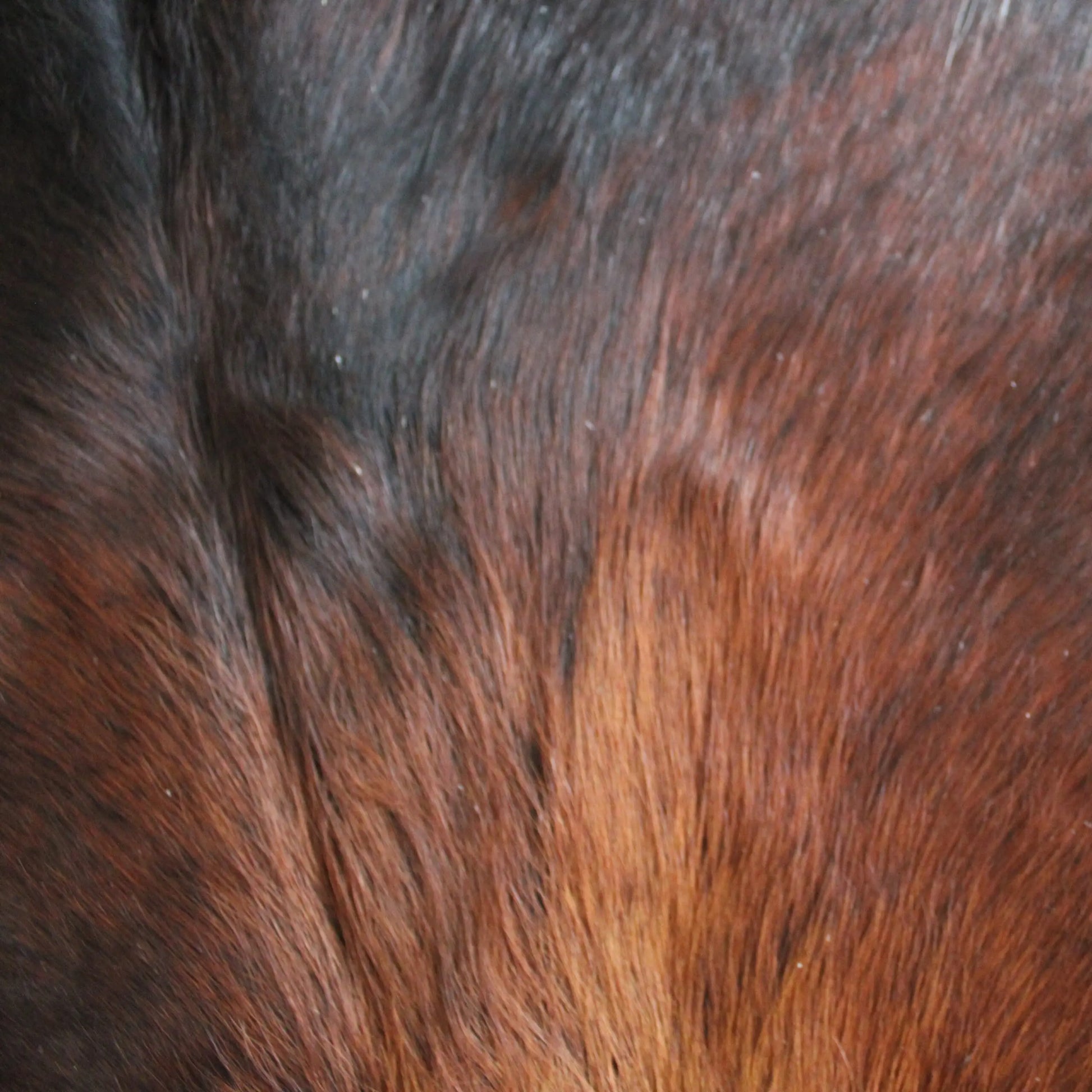 Cowhide Rug Exotic C01082