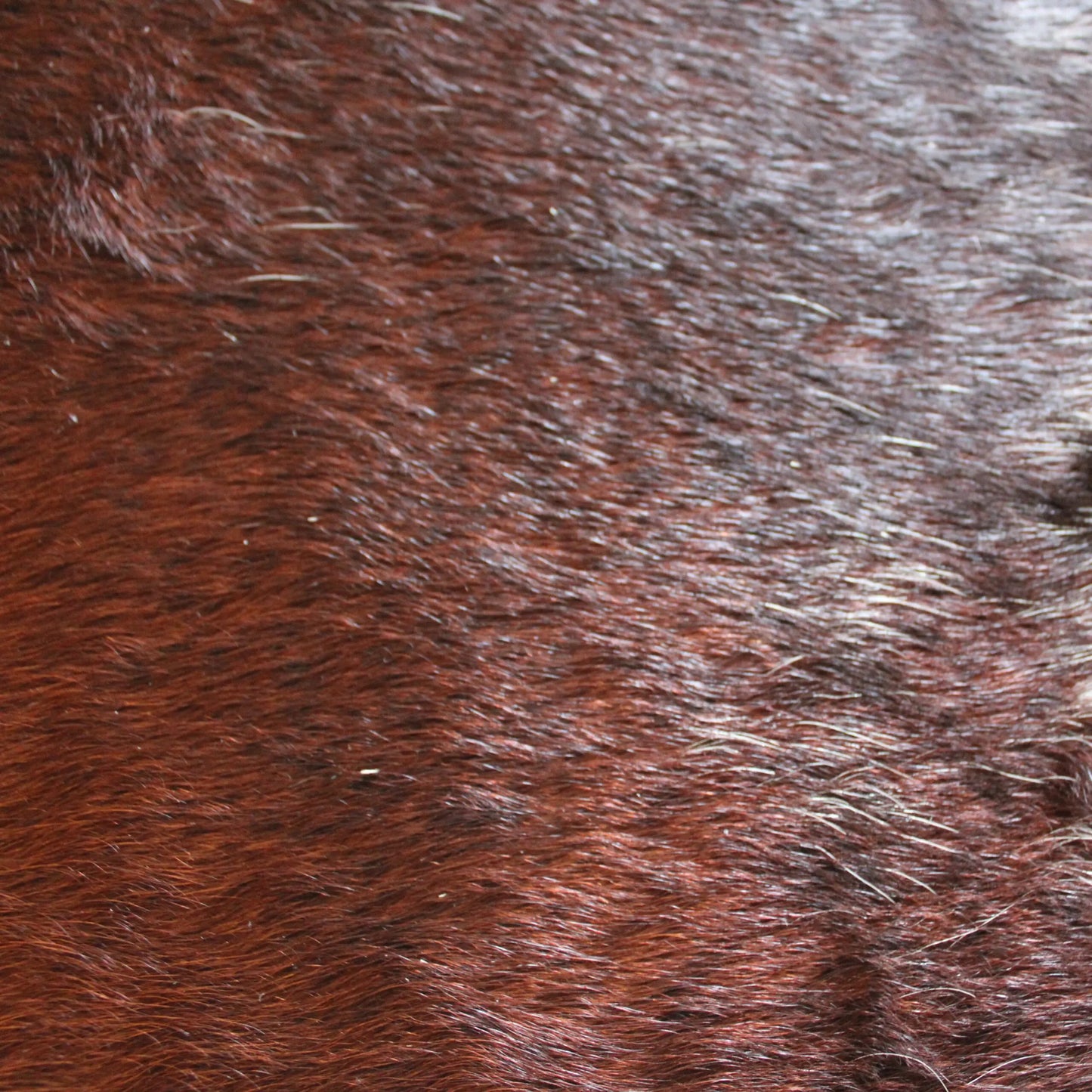 Cowhide Rug Exotic C01082