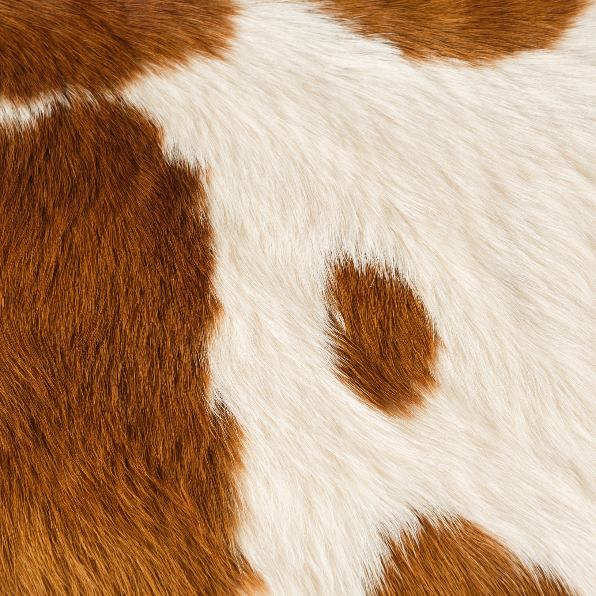Brown & White Calf Skin Rug CF155 Detail Shot 1