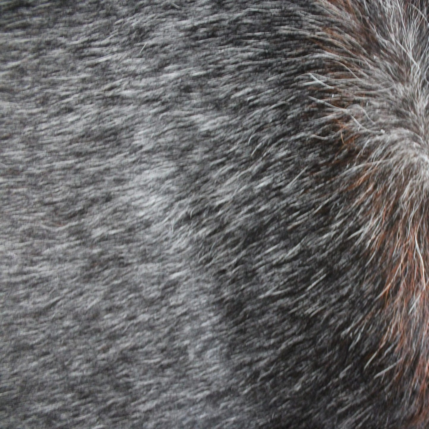 Speckled Cowskin Rug C01081